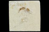 Cretaceous Fossil Shrimp - Lebanon #107455-1